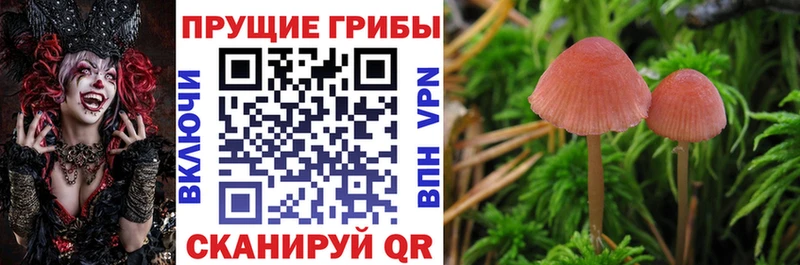 Псилоцибиновые грибы Psilocybe  площадка формула  Шумерля  где найти наркотики 